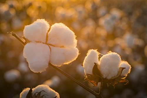 Grown in the USA Raw Cotton Stuffing, Batting, Filling (1lb) - size: 1lb